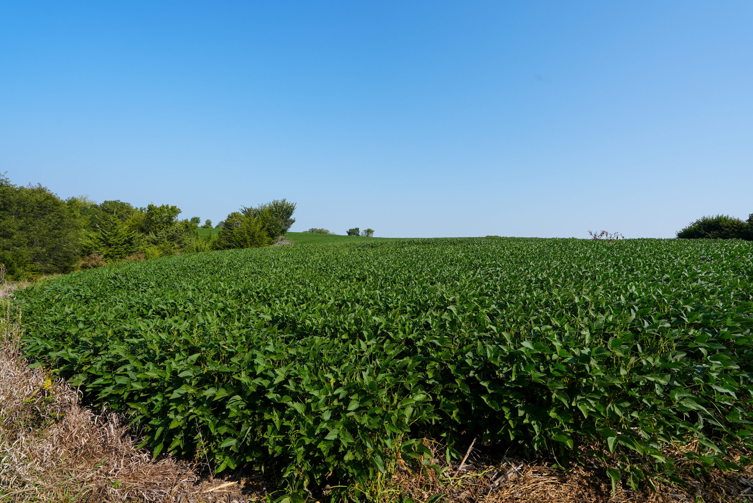 Lucas County, IA | 218 Acres m/l Premier Whitetail & Turkey Hunting