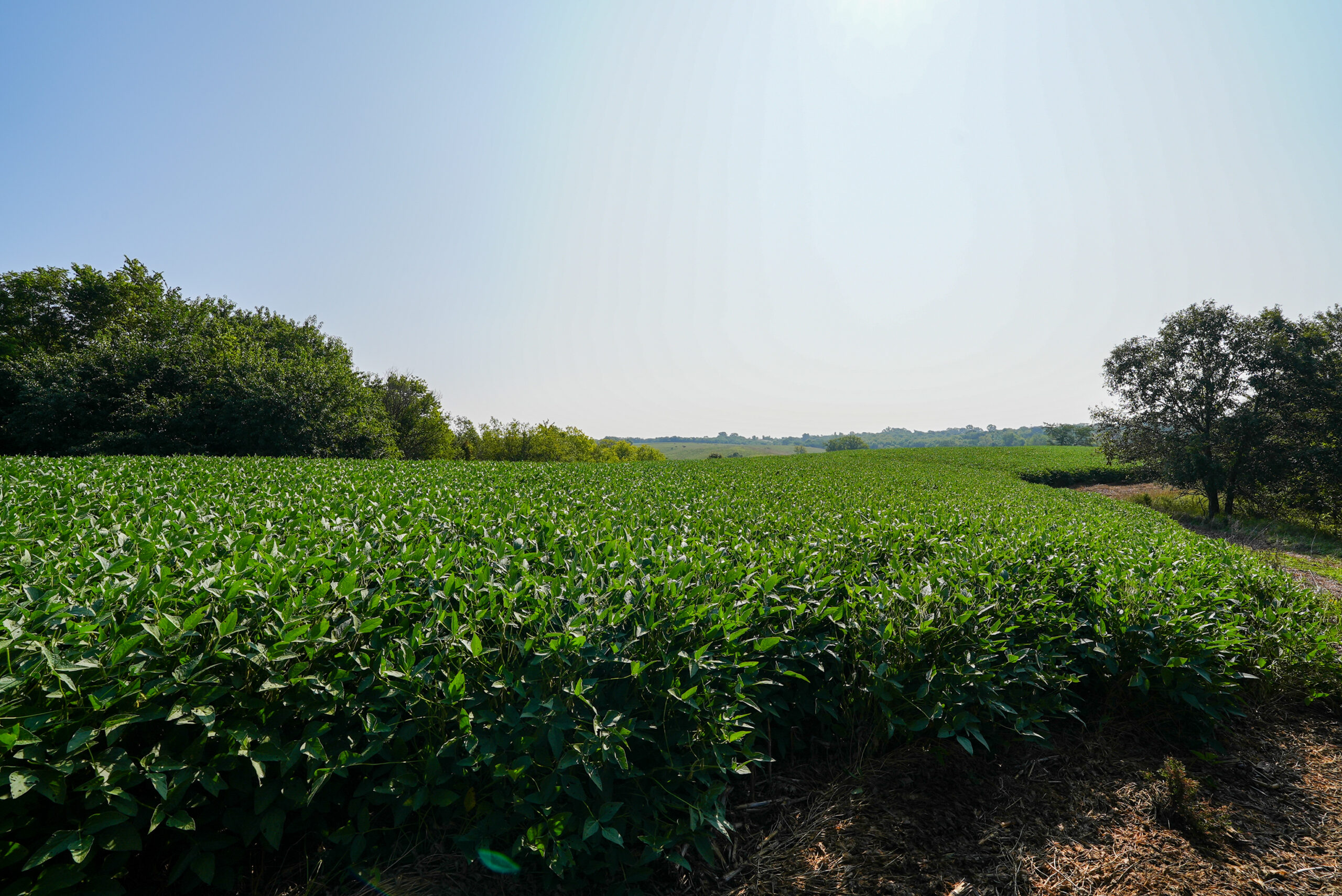 Lucas County, IA | 218 Acres m/l Premier Whitetail & Turkey Hunting