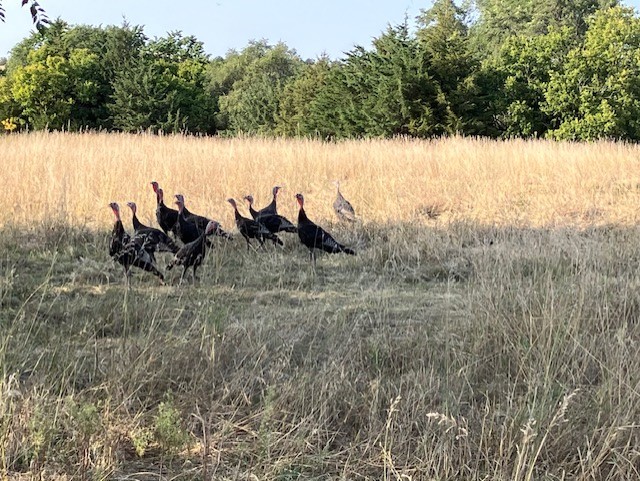 NEBRASKA MERIDIAN CANYON HUNTING & RANCH LAND