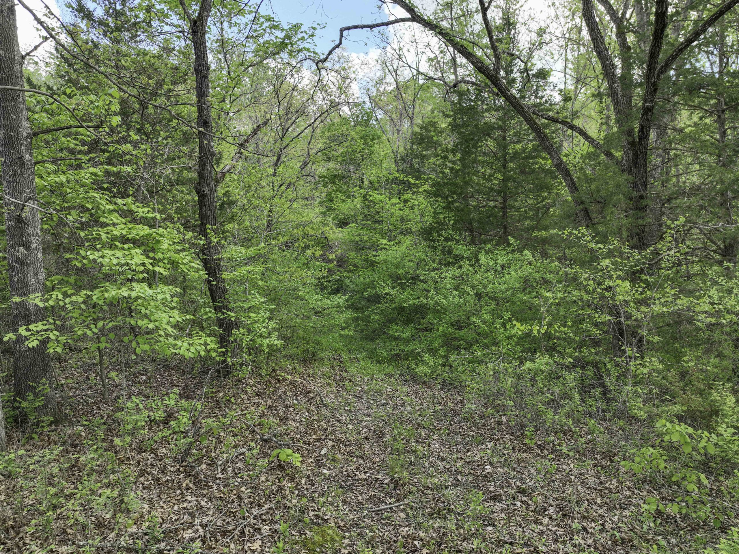Douglas County, Missouri Hunting Land For Sale near Ava, Mo