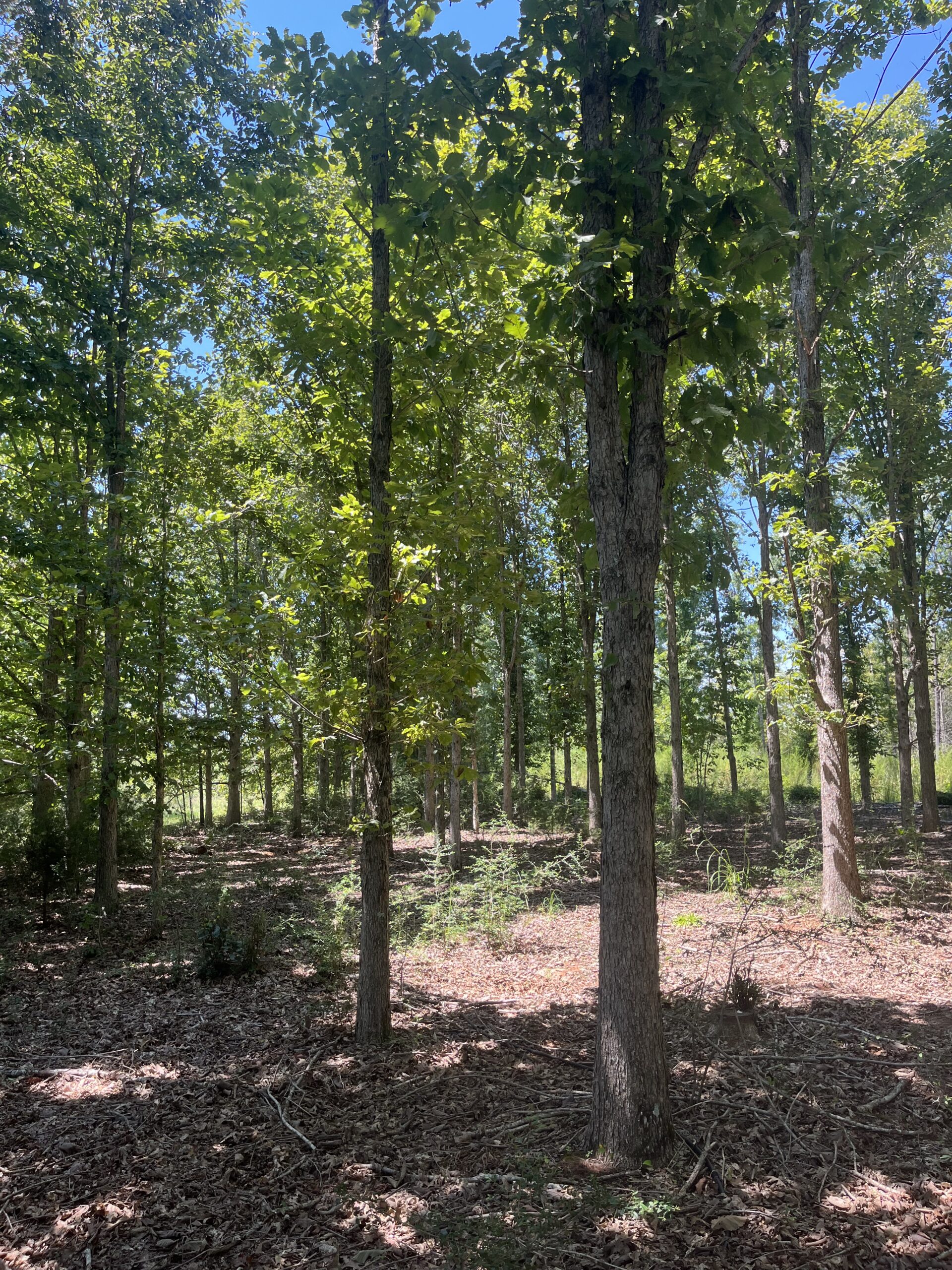 389 Acres Hunting & Timberland with Cabin in Autauga County, Alabama