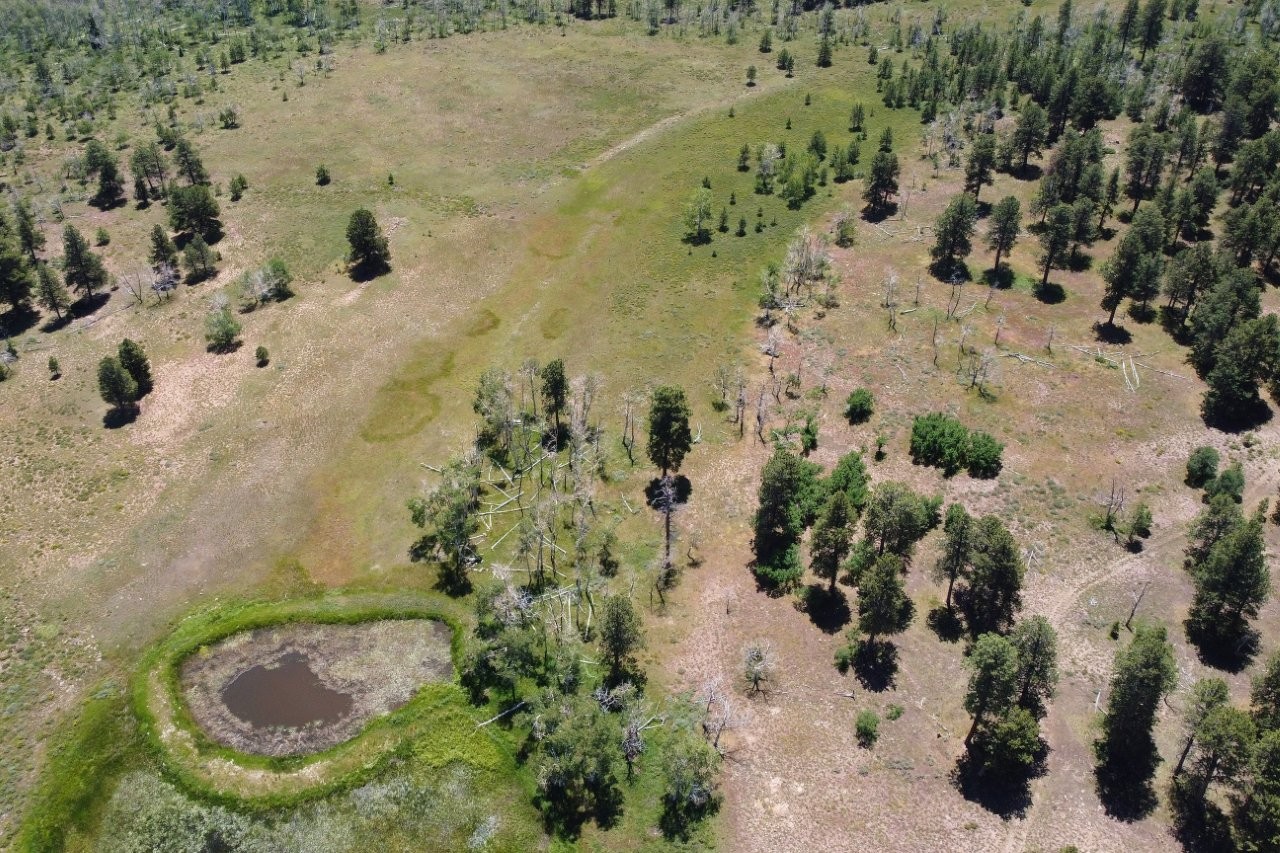 161 Acres San Juan Mountain Land for Sale in Placerville, CO