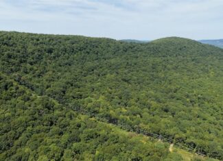 40 Acre Hunting Property For Sale in Madison County, Arkansas