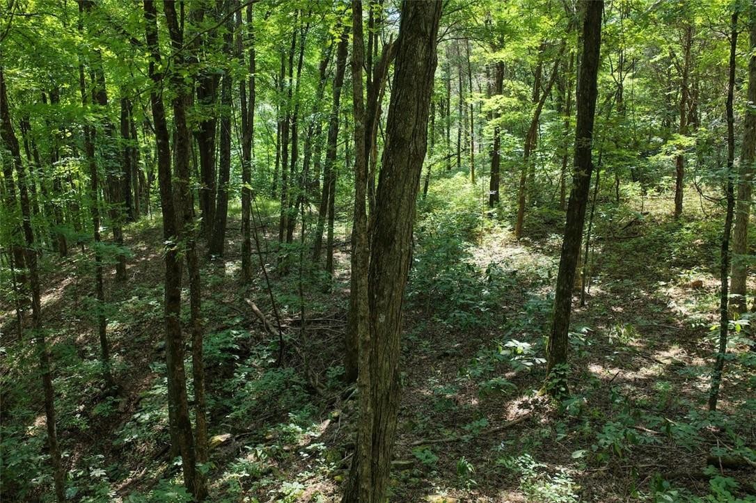 40 Acre Hunting Property For Sale in Madison County, Arkansas