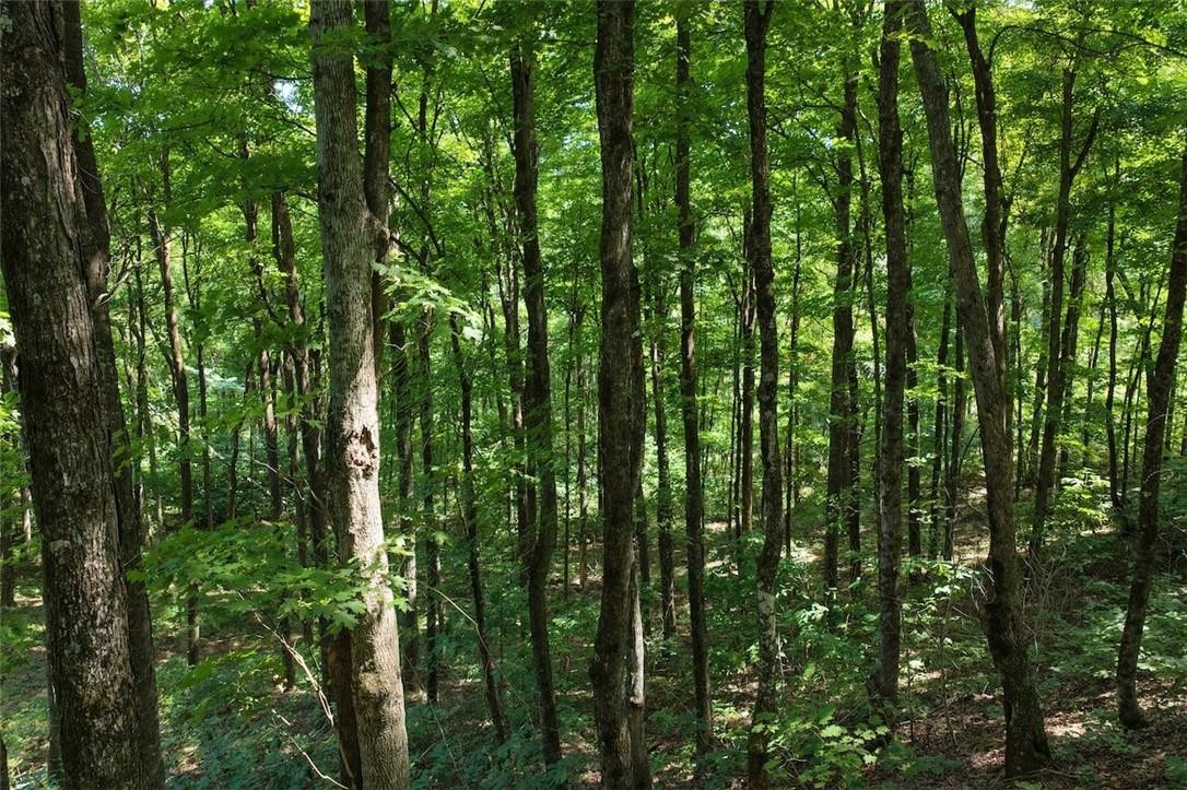 40 Acre Hunting Property For Sale in Madison County, Arkansas