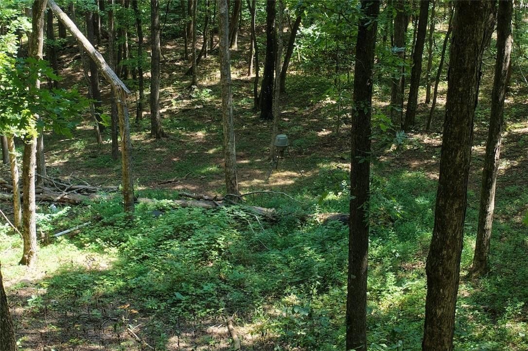 40 Acre Hunting Property For Sale in Madison County, Arkansas