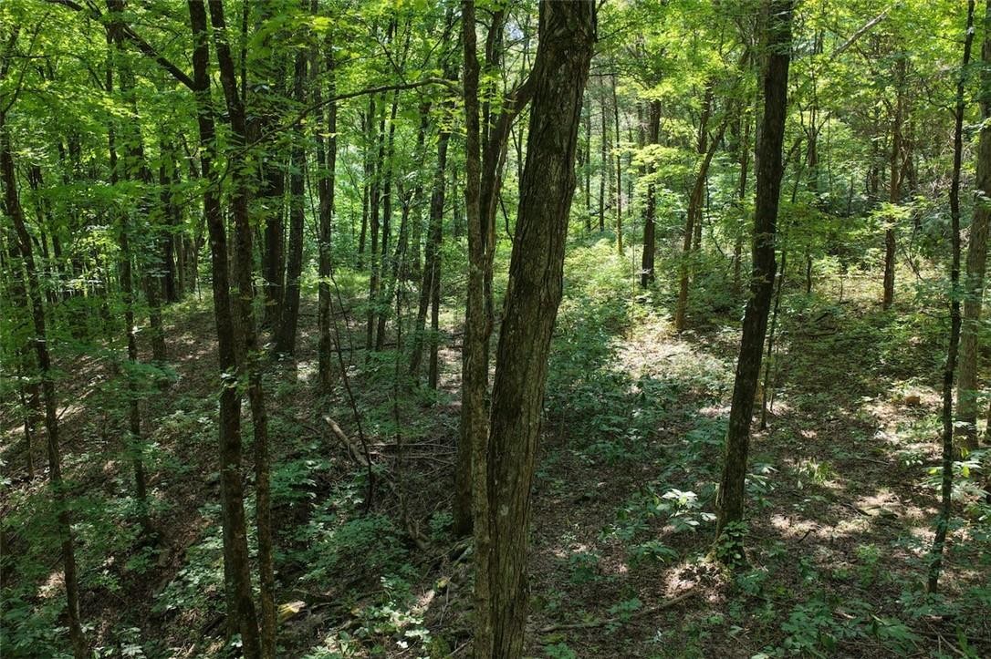 40 Acre Hunting Property For Sale in Madison County, Arkansas