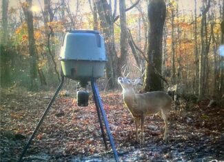 40 Acre Hunting Property For Sale in Madison County, Arkansas