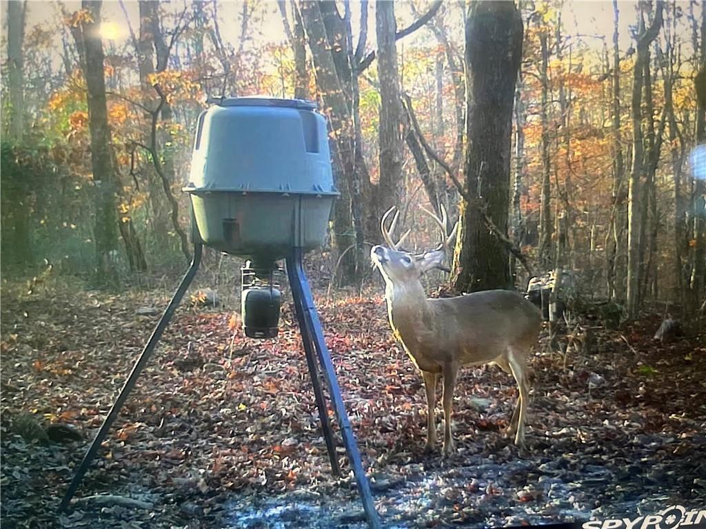 40 Acre Hunting Property For Sale in Madison County, Arkansas