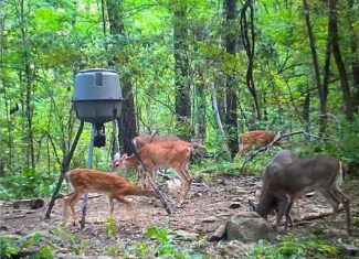 40 Acre Hunting Property For Sale in Madison County, Arkansas