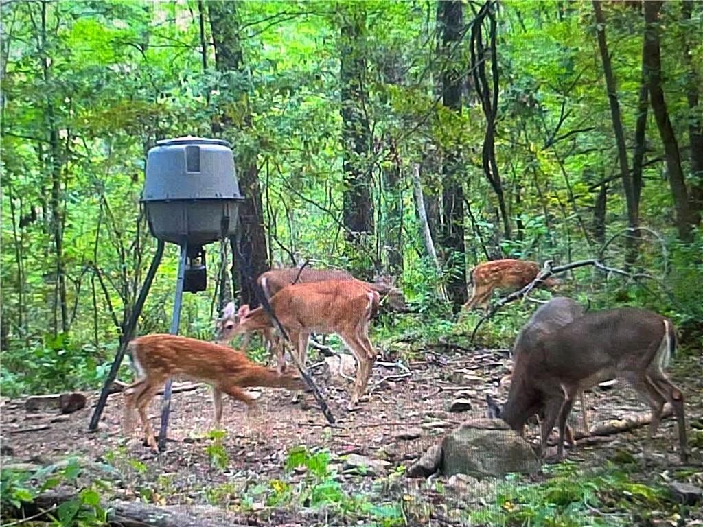 40 Acre Hunting Property For Sale in Madison County, Arkansas