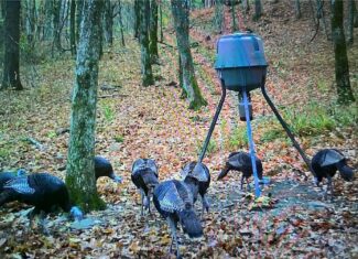40 Acre Hunting Property For Sale in Madison County, Arkansas