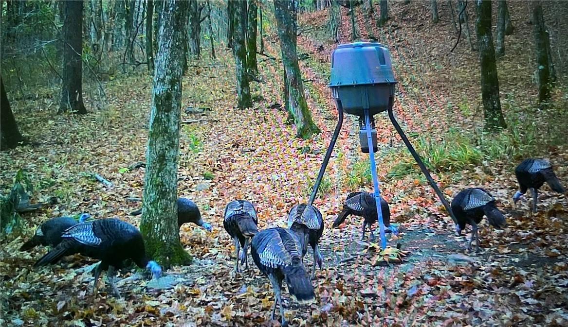 40 Acre Hunting Property For Sale in Madison County, Arkansas