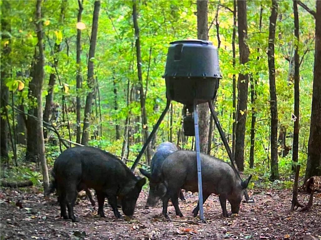 40 Acre Hunting Property For Sale in Madison County, Arkansas