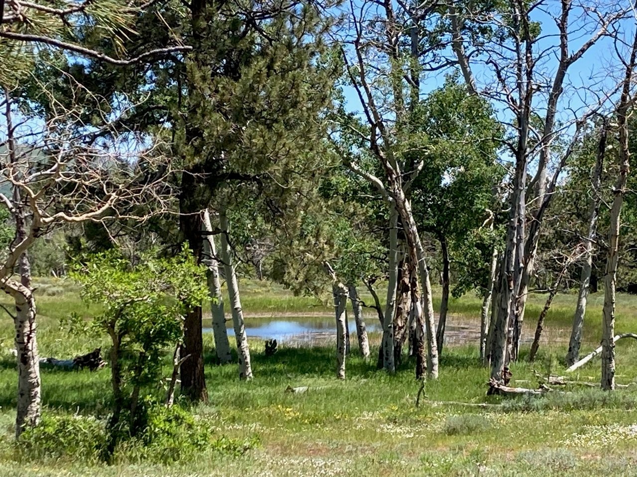161 Acres San Juan Mountain Land for Sale in Placerville, CO