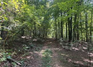 Prime Madison County, Ar 40 Acres Hunting Land Near White Rock Wildlife Mgmt Area For Sale