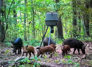 Prime Madison County, Ar 40 Acres Hunting Land Near White Rock Wildlife Mgmt Area For Sale