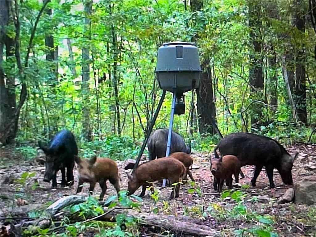 Prime Madison County, Ar 40 Acres Hunting Land Near White Rock Wildlife Mgmt Area For Sale