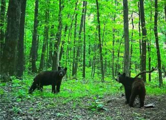 Prime Madison County, Ar 40 Acres Hunting Land Near White Rock Wildlife Mgmt Area For Sale