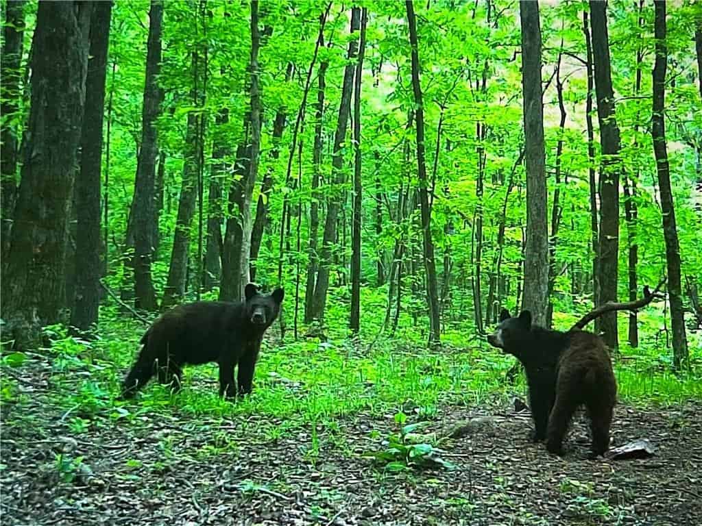 Prime Madison County, Ar 40 Acres Hunting Land Near White Rock Wildlife Mgmt Area For Sale