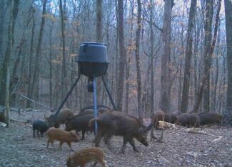 Prime Madison County, Ar 40 Acres Hunting Land Near White Rock Wildlife Mgmt Area For Sale