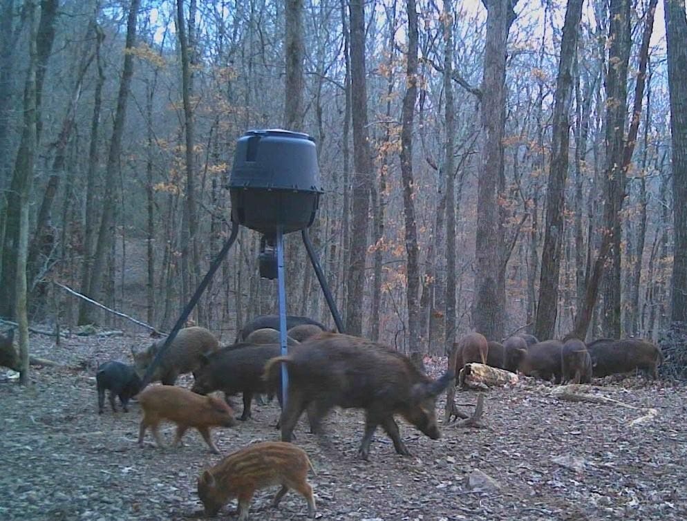 Prime Madison County, Ar 40 Acres Hunting Land Near White Rock Wildlife Mgmt Area For Sale