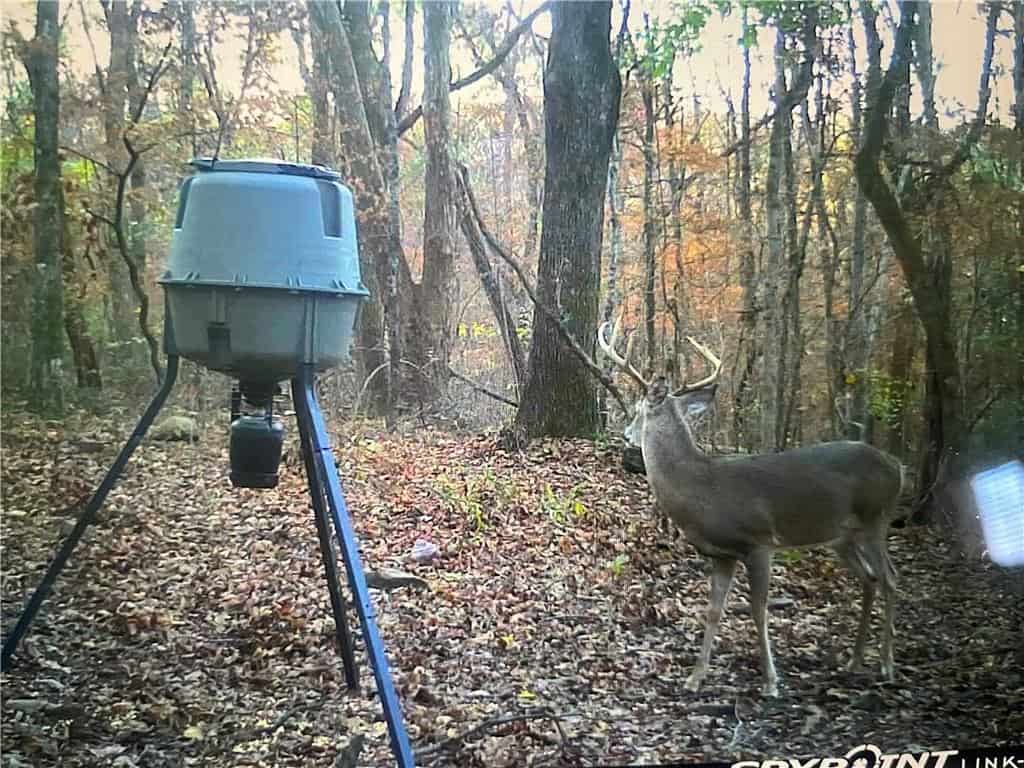 Prime Madison County, Ar 40 Acres Hunting Land Near White Rock Wildlife Mgmt Area For Sale