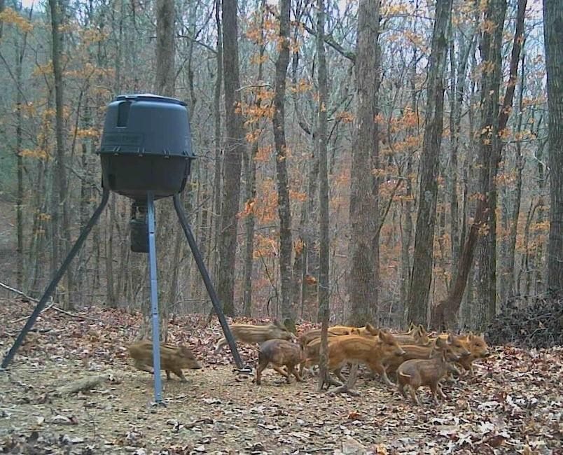 Prime Madison County, Ar 40 Acres Hunting Land Near White Rock Wildlife Mgmt Area For Sale