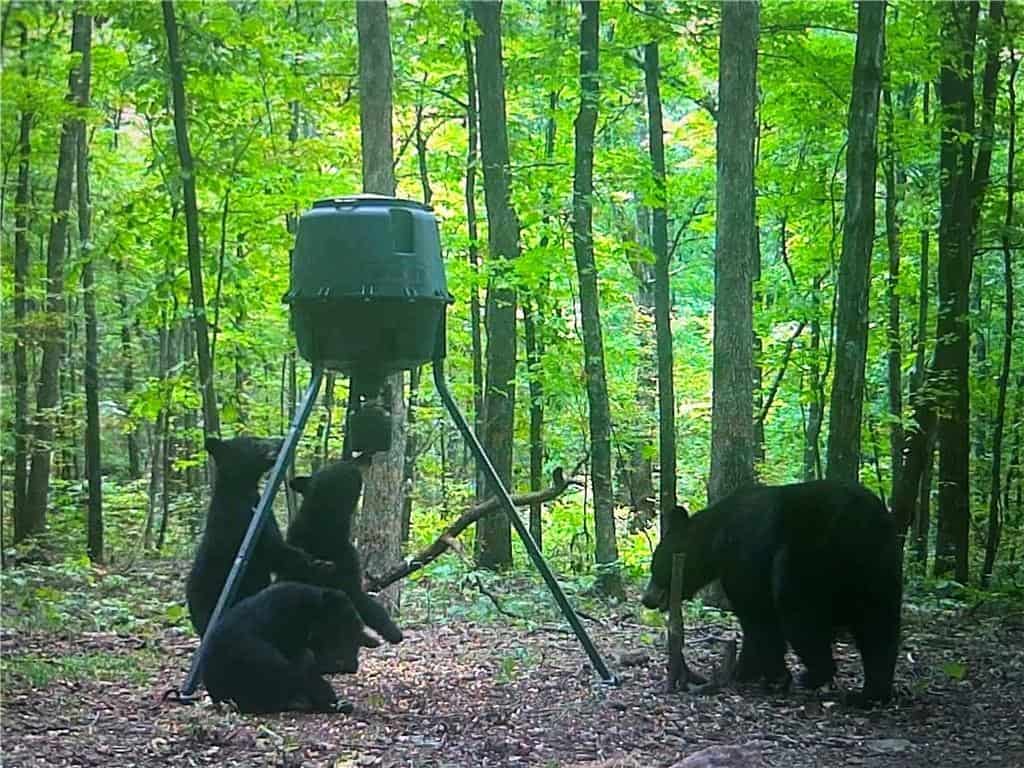 Prime Madison County, Ar 40 Acres Hunting Land Near White Rock Wildlife Mgmt Area For Sale