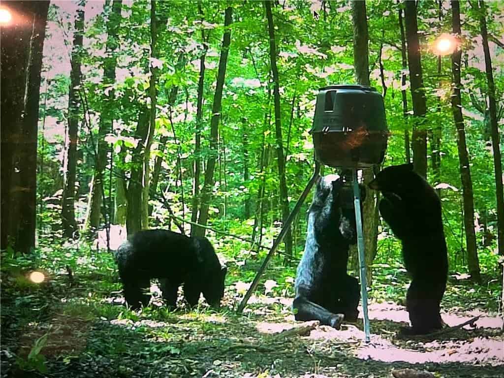 Prime Madison County, Ar 40 Acres Hunting Land Near White Rock Wildlife Mgmt Area For Sale