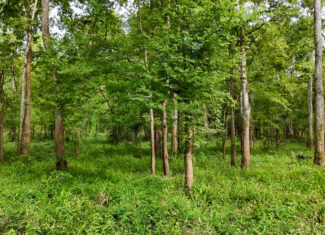 Lorman, MS Hunting Property near the Mississippi River