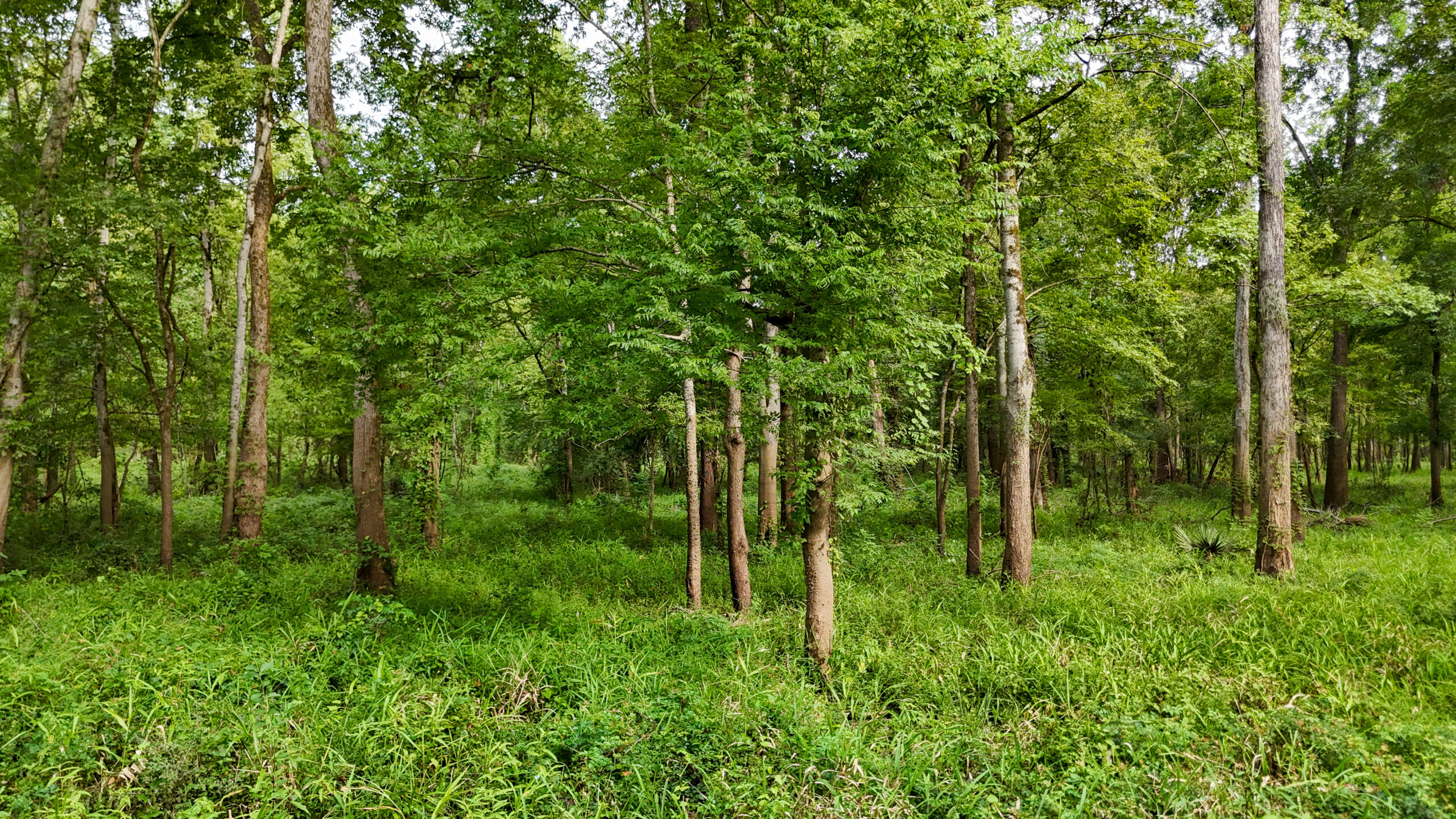 Lorman, MS Hunting Property near the Mississippi River