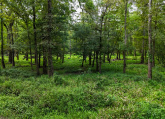 Lorman, MS Hunting Property near the Mississippi River