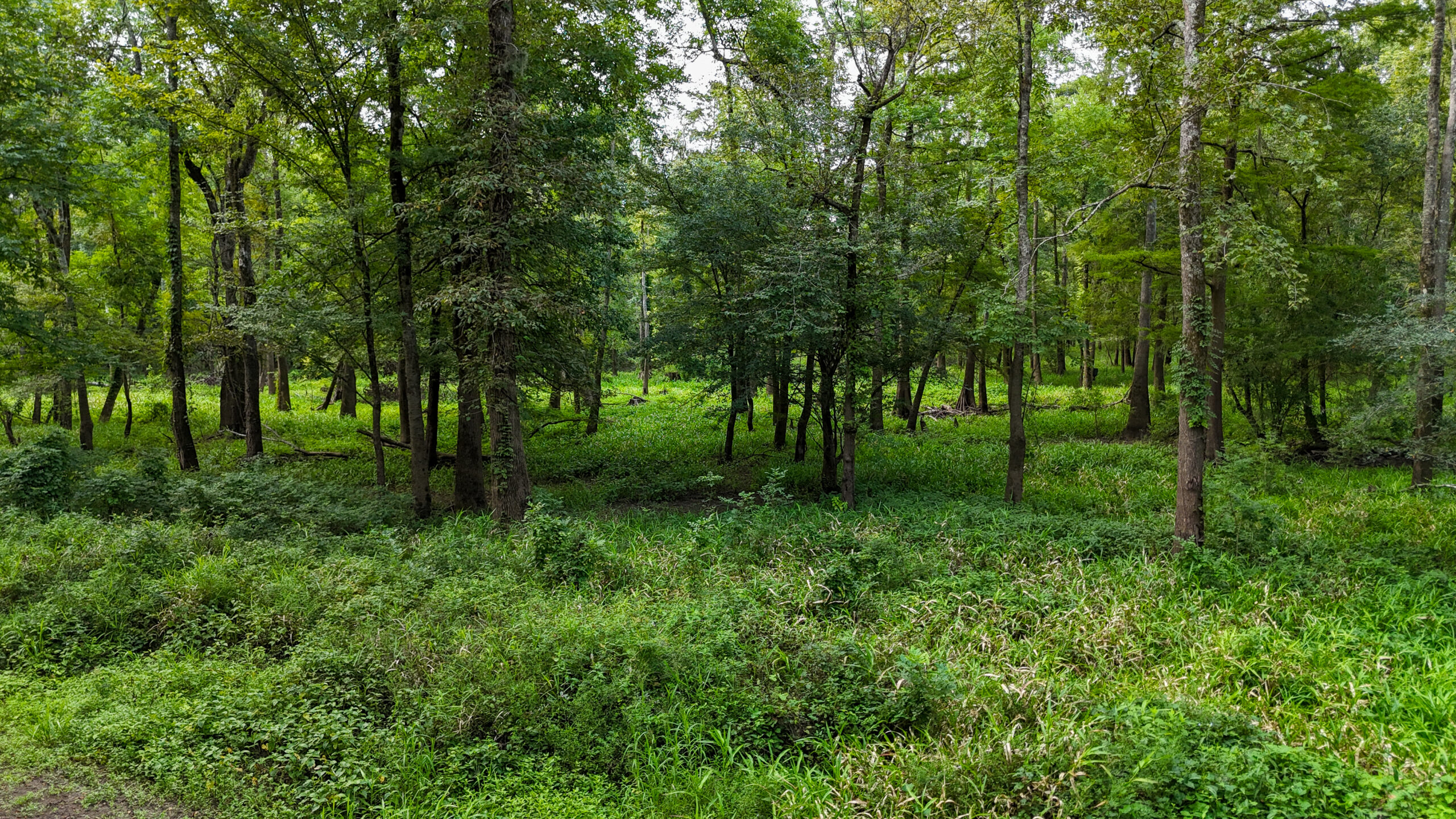 Lorman, MS Hunting Property near the Mississippi River