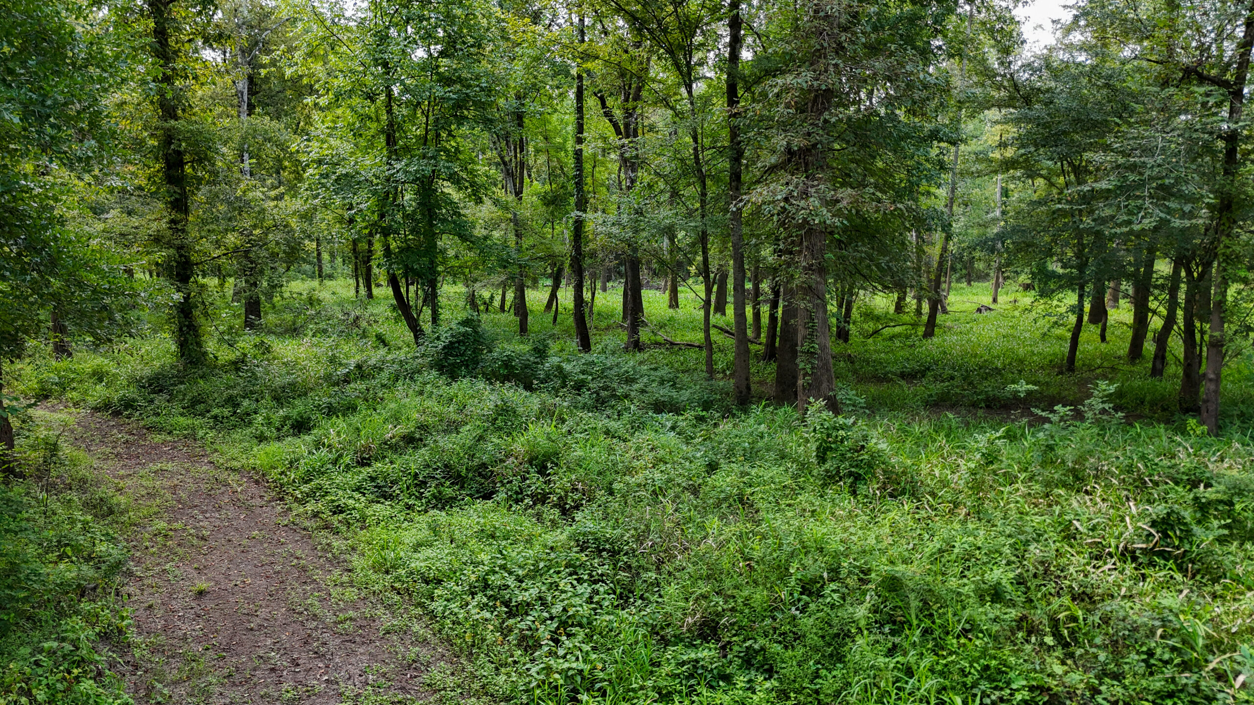 Lorman, MS Hunting Property near the Mississippi River