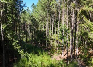 Hunting & Timberland For Sale in Union Parish-Traylor Place
