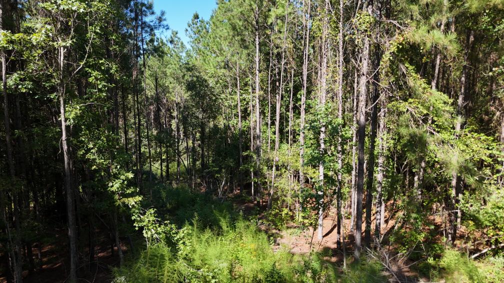 Hunting & Timberland For Sale in Union Parish-Traylor Place
