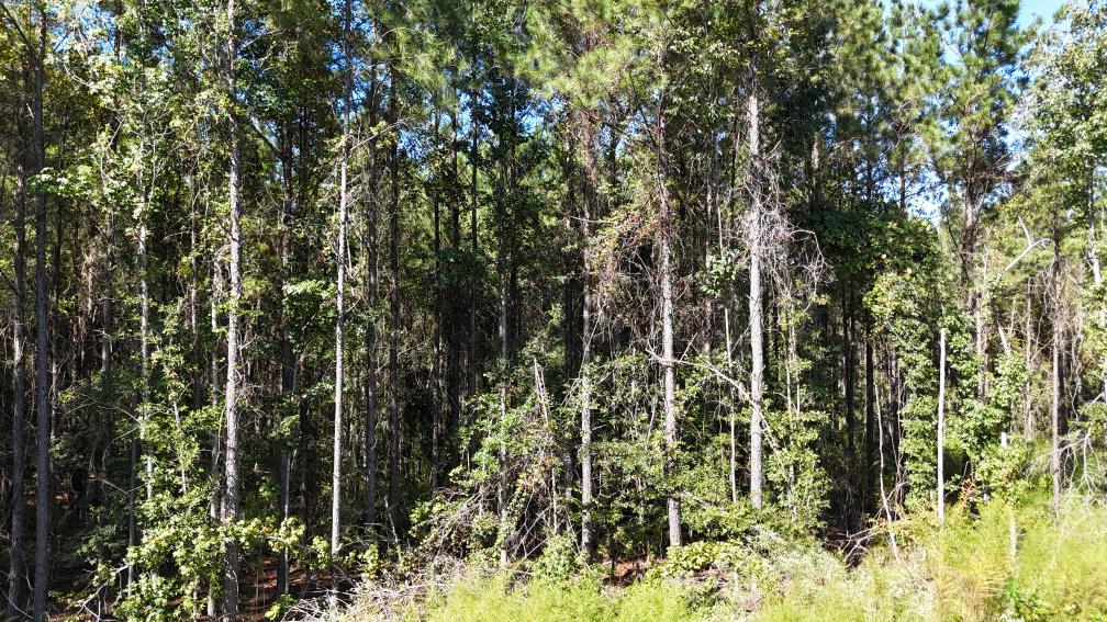 Hunting & Timberland For Sale in Union Parish-Traylor Place