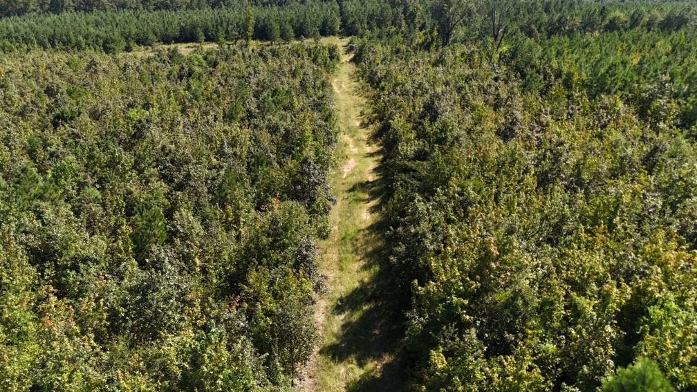 Hunting & Timberland For Sale in Union Parish-Traylor Place
