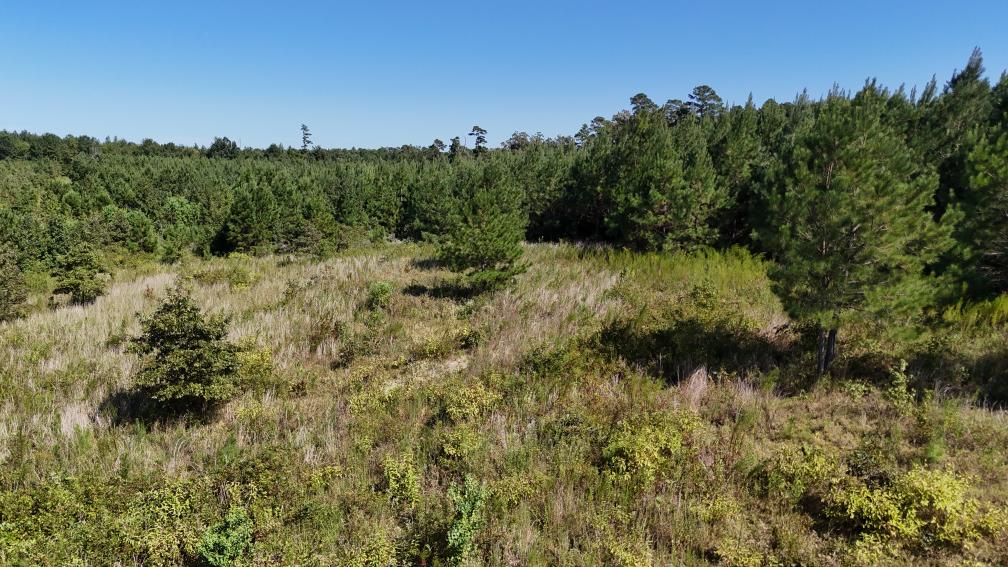 Hunting & Timberland For Sale in Union Parish-Traylor Place
