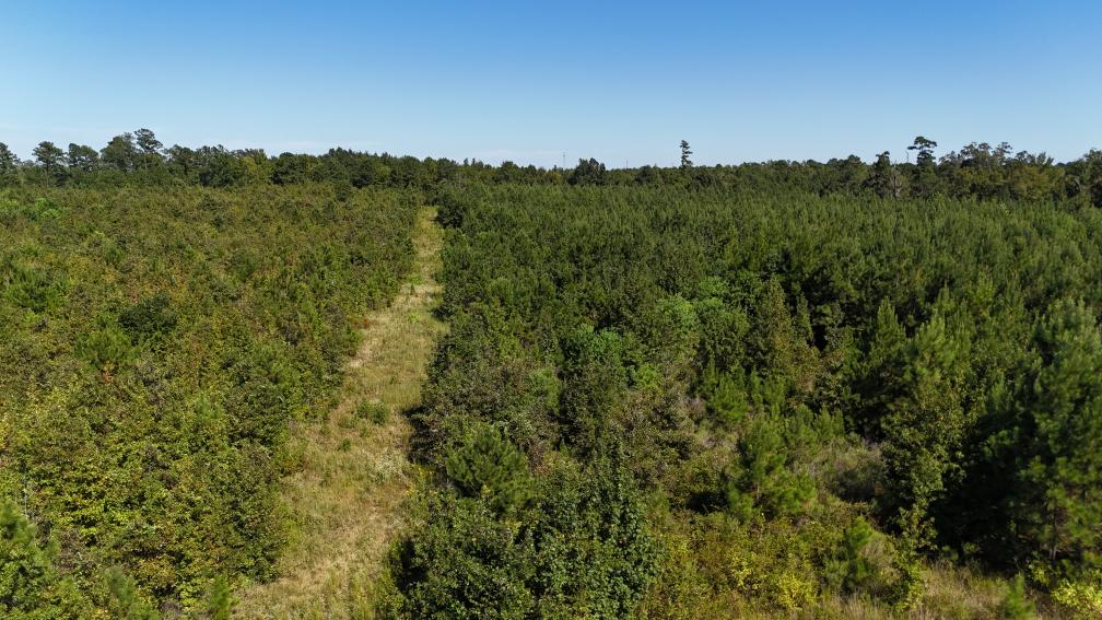 Hunting & Timberland For Sale in Union Parish-Traylor Place