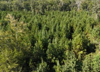Timberland for Sale Union Parish – Arrant Place