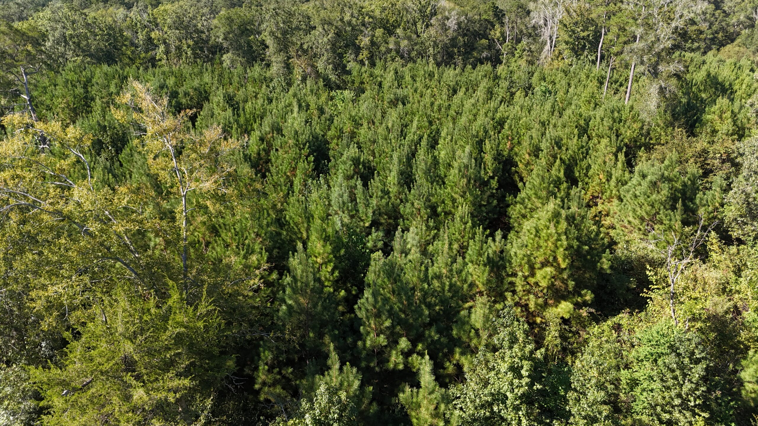 Timberland for Sale Union Parish – Arrant Place