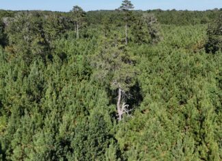 Timberland for Sale Union Parish – Arrant Place