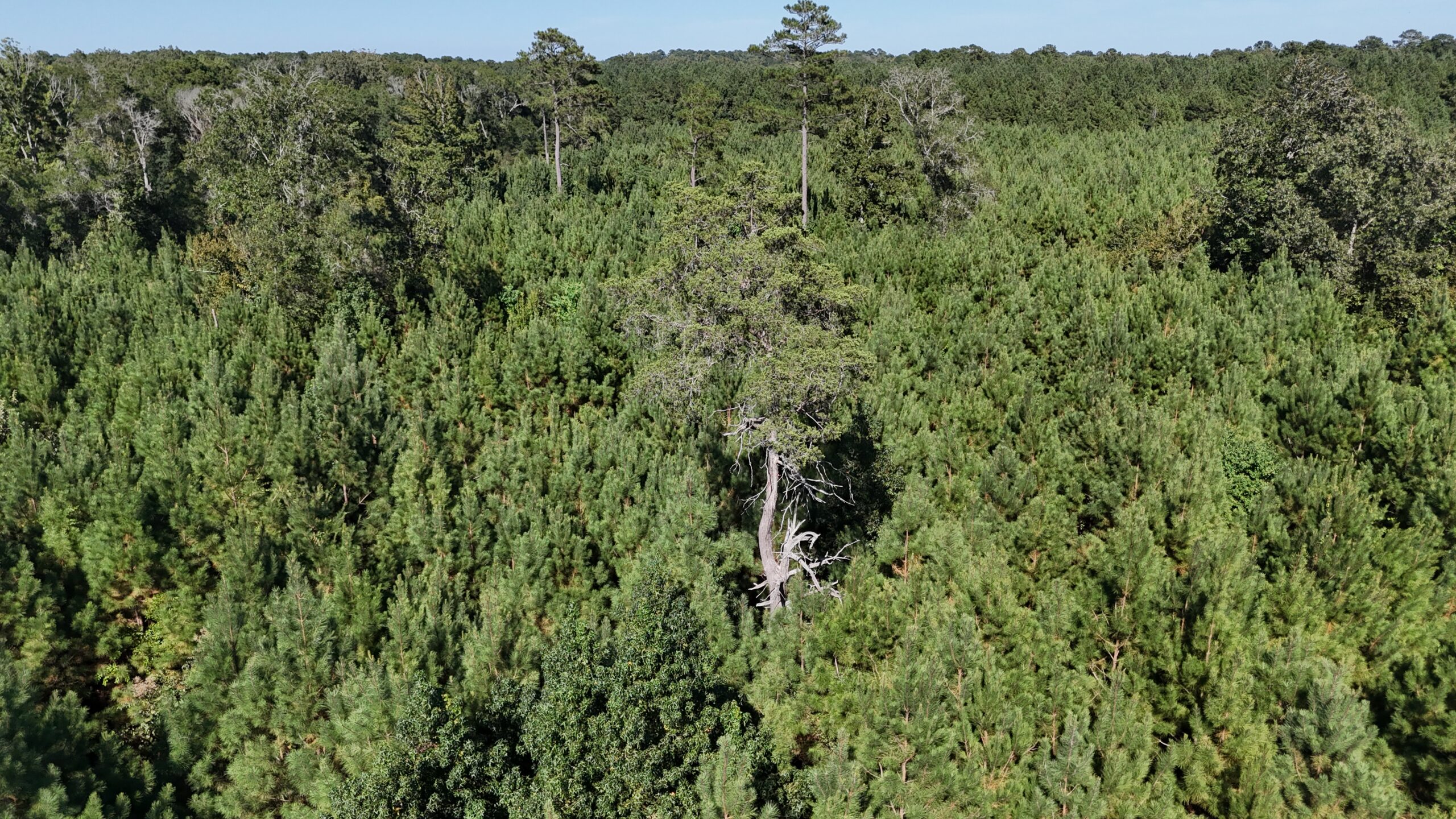 Timberland for Sale Union Parish – Arrant Place