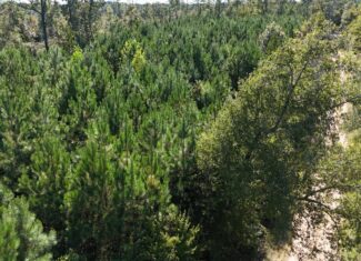 Timberland for Sale Union Parish – Arrant Place