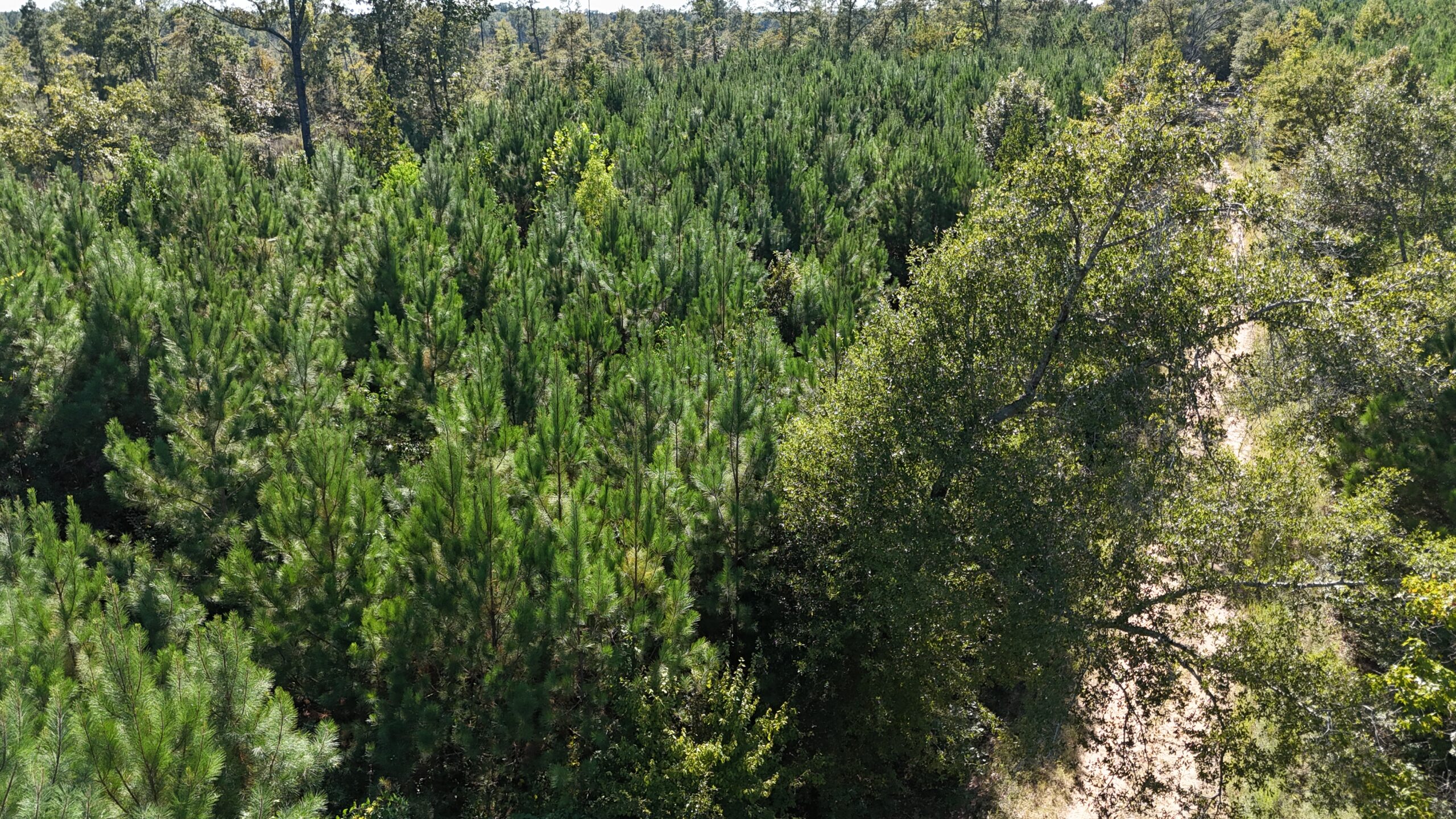 Timberland for Sale Union Parish – Arrant Place