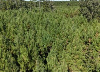 Timberland for Sale Union Parish – Arrant Place