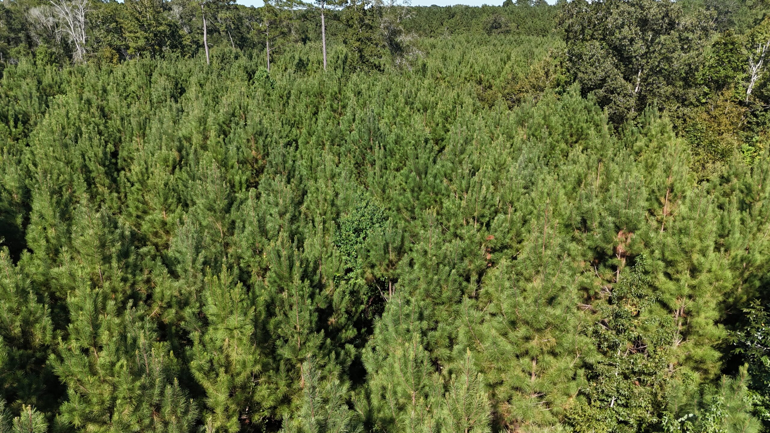 Timberland for Sale Union Parish – Arrant Place