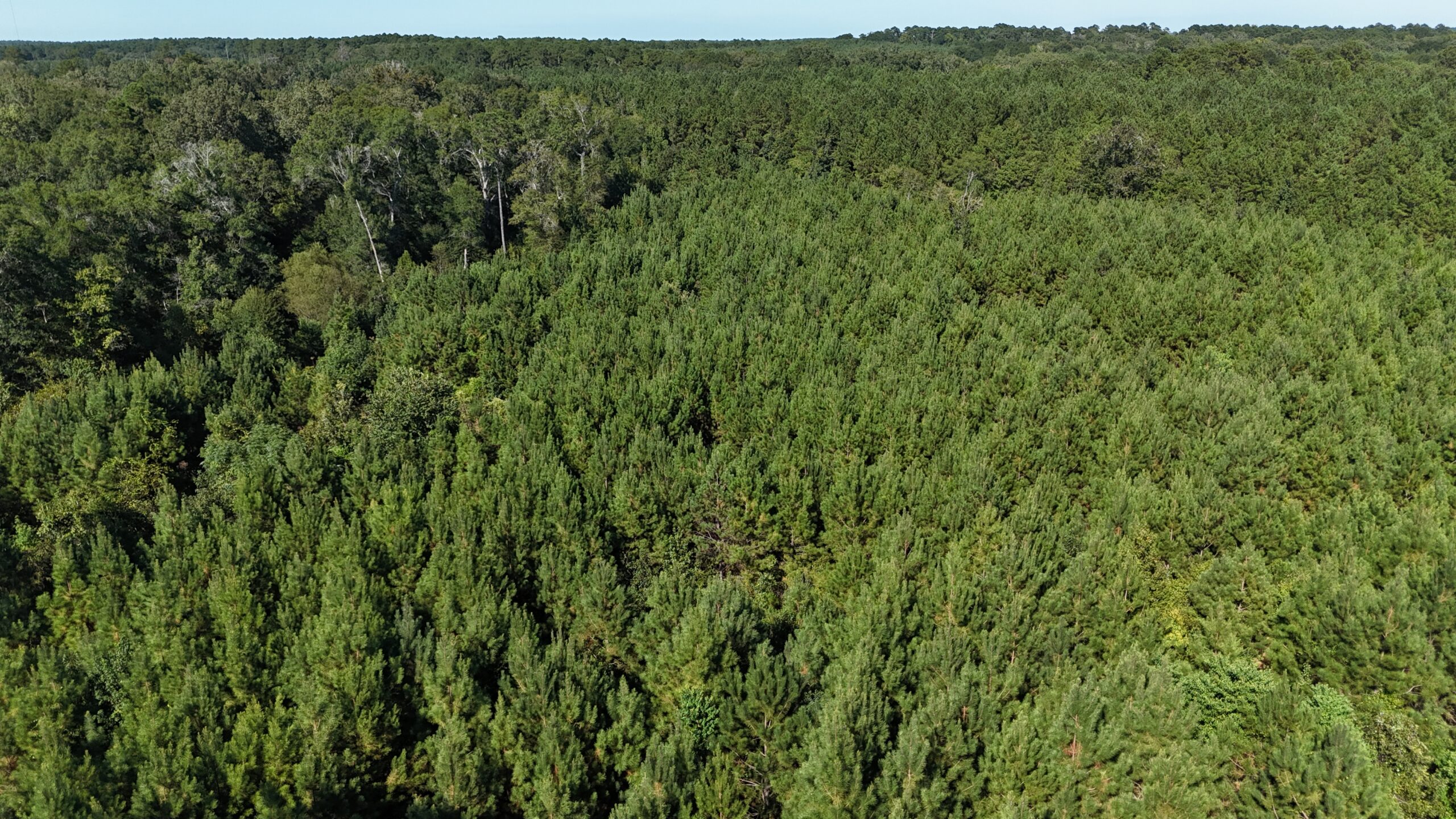 Timberland for Sale Union Parish – Arrant Place